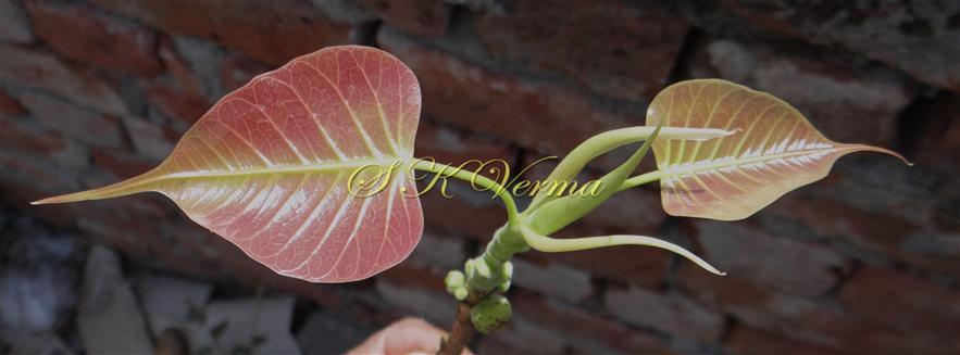  Young Leaves and Stipules